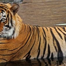Tiger-Trail-with-Exotic-Khajuraho