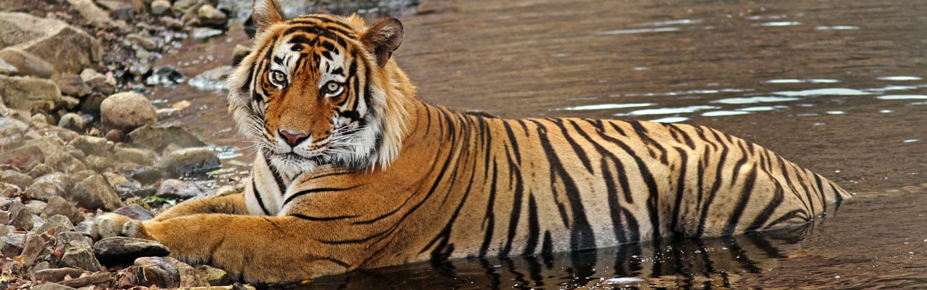 Tiger Trail with Exotic Khajuraho