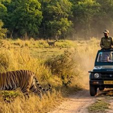 Tigers-With-Golden-Triangle