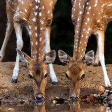 Tour-to-Rajaji-National-Park