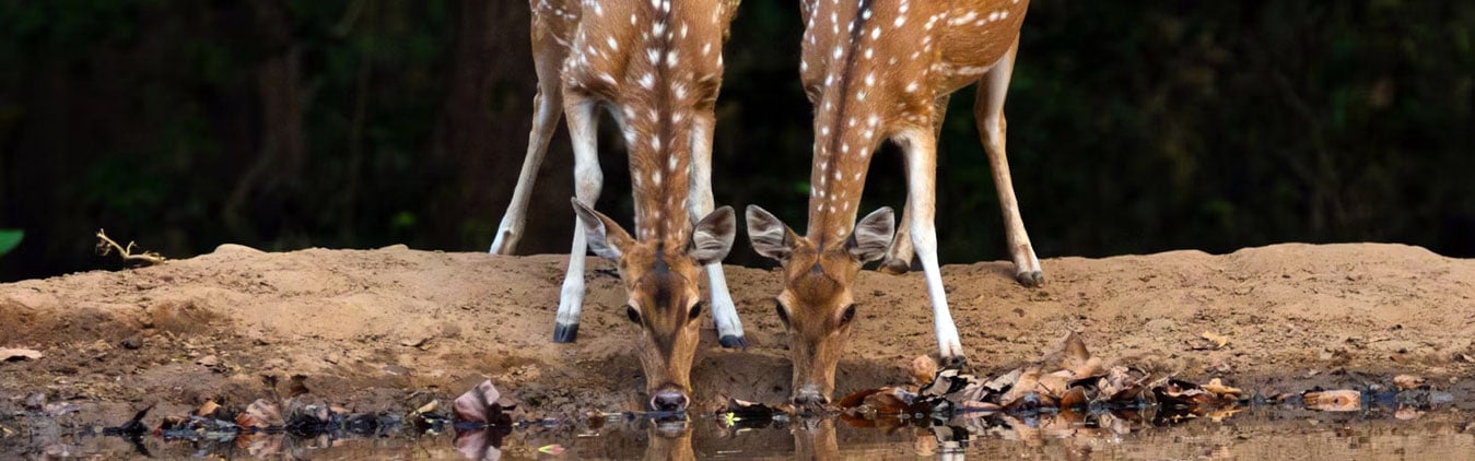 Tour to Rajaji National Park