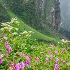 Valley-of-Flowers-Trek-From-Delhi