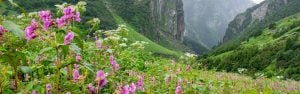 7 Nights / 8 Days Valley of Flowers Trek From Delhi – Himalayan Trek & Hemkund Sahib Darshan