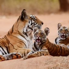 Wildlife-Safari-Tour-in-India