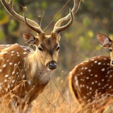 Wildlife-Tour-of-Madhya-Pradesh
