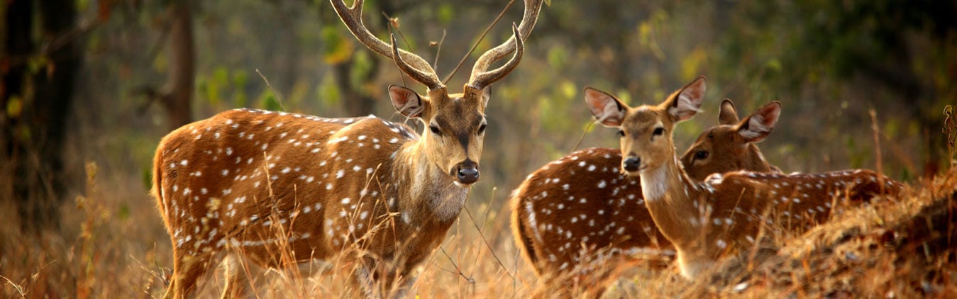 Wildlife Tour of Madhya Pradesh