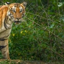 Bandipur National Park Tour