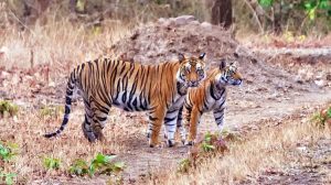 Bandhavgarh-National-Park