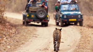 Bandhavgarh-National-Park