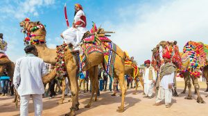 Bikaner-Camel-Safari