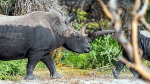 Etosha-National-Park