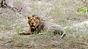 Gir-National-Park