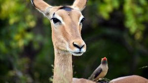 Kruger-National-Park