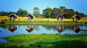 Majuli