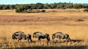 Mana-Pools-National-Park