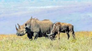 Ngorongoro-Crater