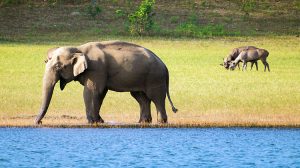 Periyar-National-Park