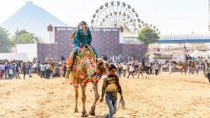 Pushkar-Camel