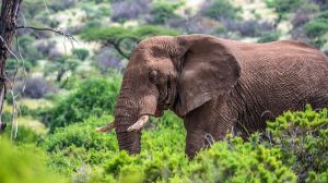 Samburu-National-Reserve