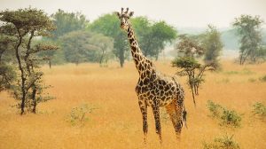Serengeti-National-Park