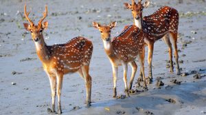 Sundar-Ban-National-Park