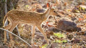 Tadoba-National-Park