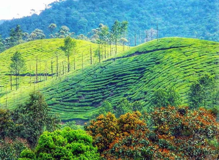 Abraham’s-Spice-Garden,-Thekkady