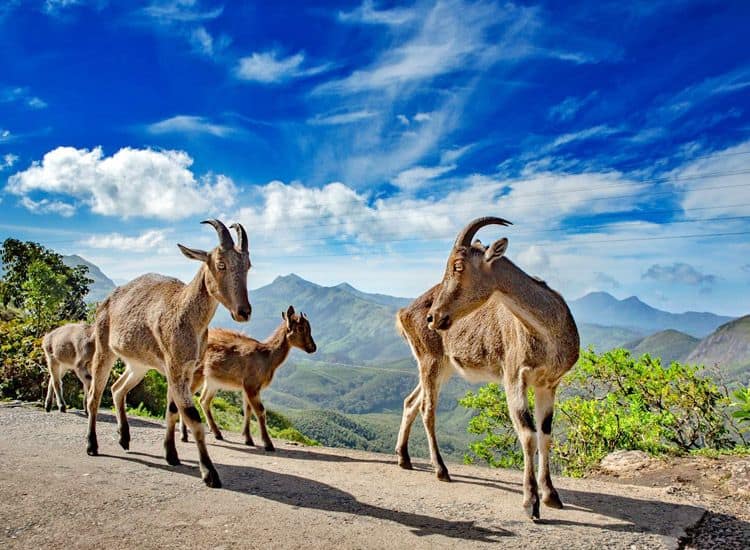 Eravikulam National Park