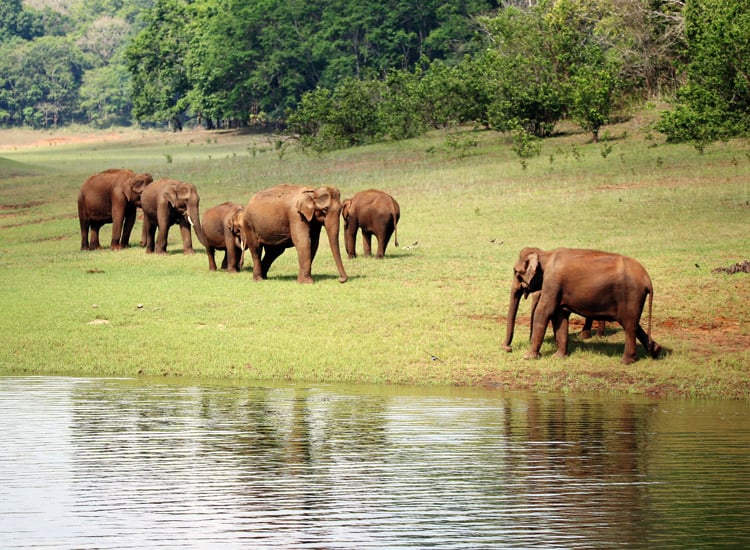 Green-Valley--Thekkady
