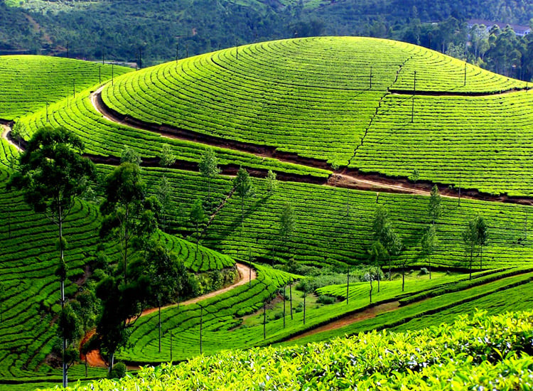 Karadippara-Spice-Garden