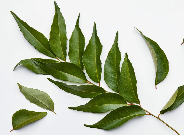 Curry-Leaves