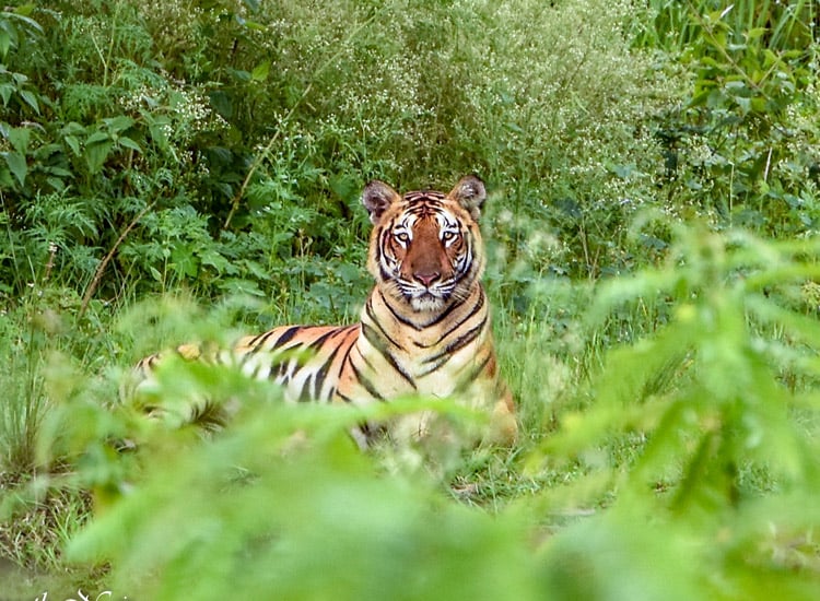 Rich Biodiversity and Protected Areas