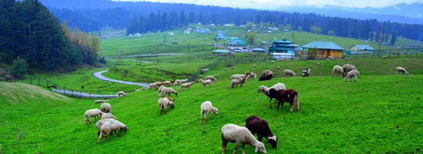 vacation to Kashmir