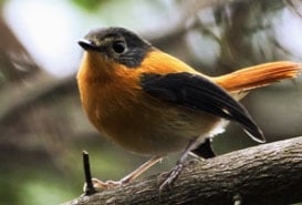 Pakshipathalam Bird Sanctuary