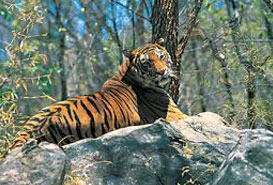 Periyar Wildlife Sanctuary Kerala