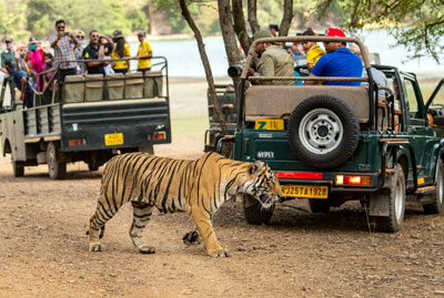 Jaipur Ranthambore Tour