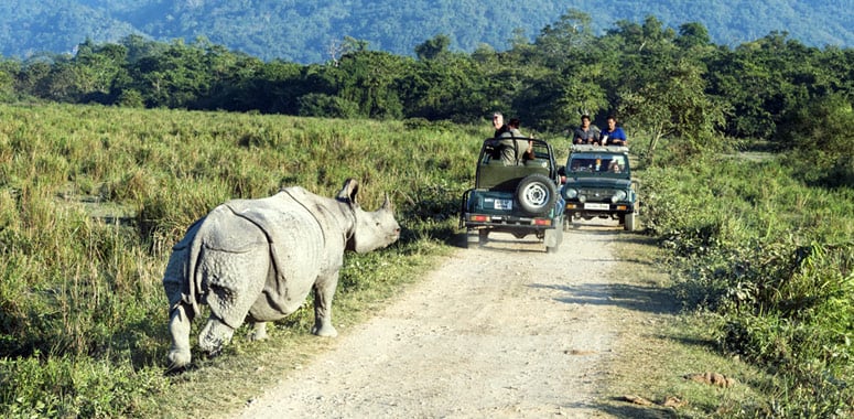 Rhinoceros crossing road at Kaziranga National Park