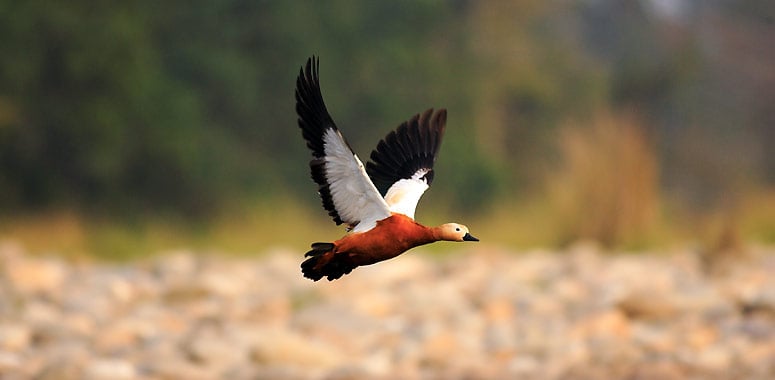 Bird flying low over Nameri National Park