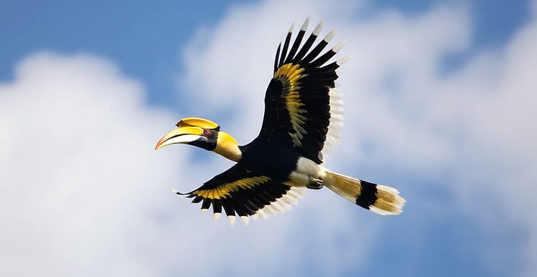 Pakhui (Pakke) Wildlife Sanctuary