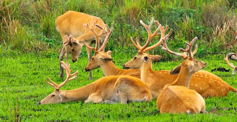 Keibul Lamjao National Park