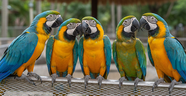 Parrot Island