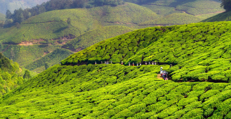 plantation in Thekkady