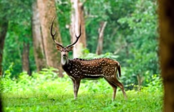 Wildlife, nature, and slower pacing