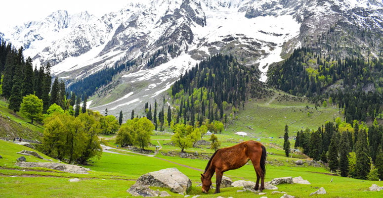 How Zojila Pass Fits Into a Sonamarg, Kashmir, Leh Trip