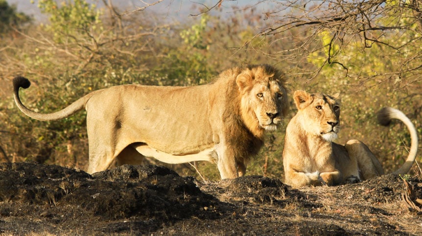 Tourist Attractions in Gujarat