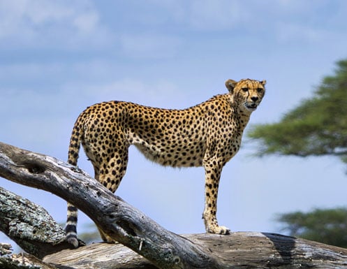 43. Serengeti National Park, Tanzania