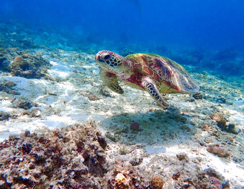 49. Great Barrier Reef, Australia