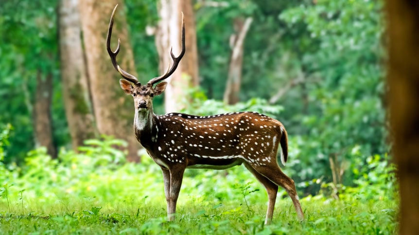 Wayanad Tourist Places: Smart Sightseeing for Peaks, Caves, Lakes, Dams and Temples