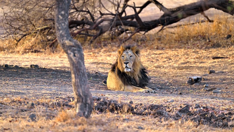 Asiatic lion in Gir Forest