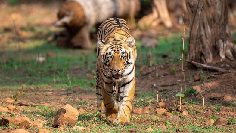 Tiger in Ranthambore National Park